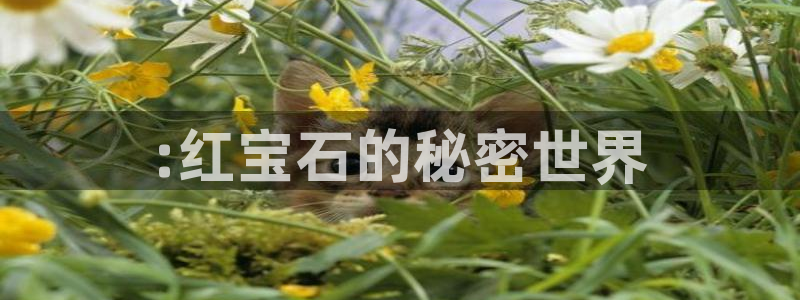 天宏娱乐直播在线观看高清：:红宝石的秘密世界